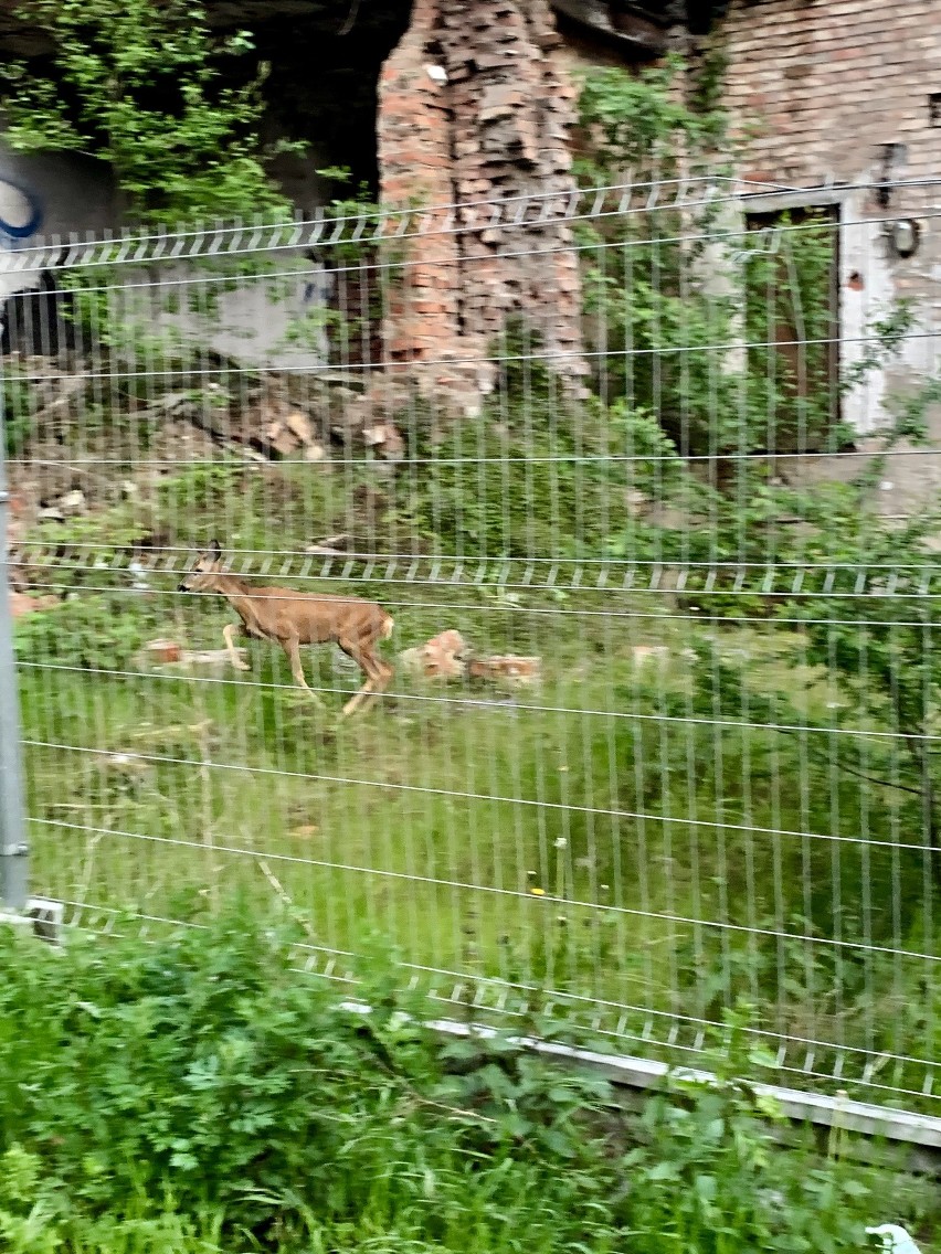 Sarenka zagubiona w mieście. Biegała po ul. Kolumba 