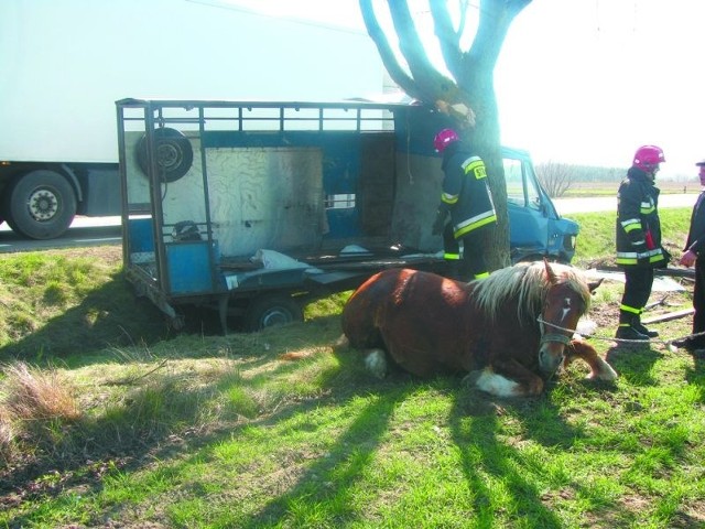 Strażacy musieli mocno się napracować, aby uwolnić konia