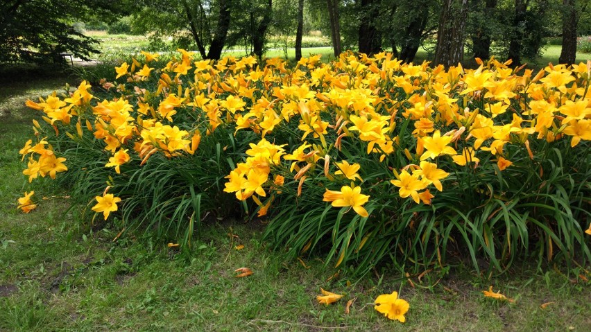 Kolekcja liliowców w Ogrodzie Botanicznym odmłodnieje