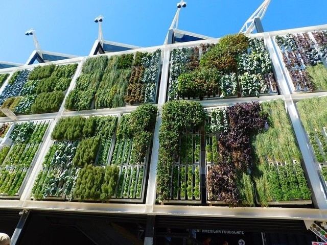 Każda z zielonych ścian zajmie powierzchnię około 12 metrów kwadratowych. Na każdym metrze kwadratowym znajdzie się około 60 roślin.