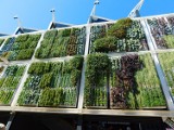 Na miejskich budynkach w centrum Bydgoszczy powstaną zielone ściany