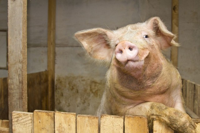 Hodowcy świń z powiatów objętych ograniczeniami w związku ze stwierdzeniem na Podlasiu afrykańskiego pomoru świń będą mogli jednak wywozić zwierzęta i mięso