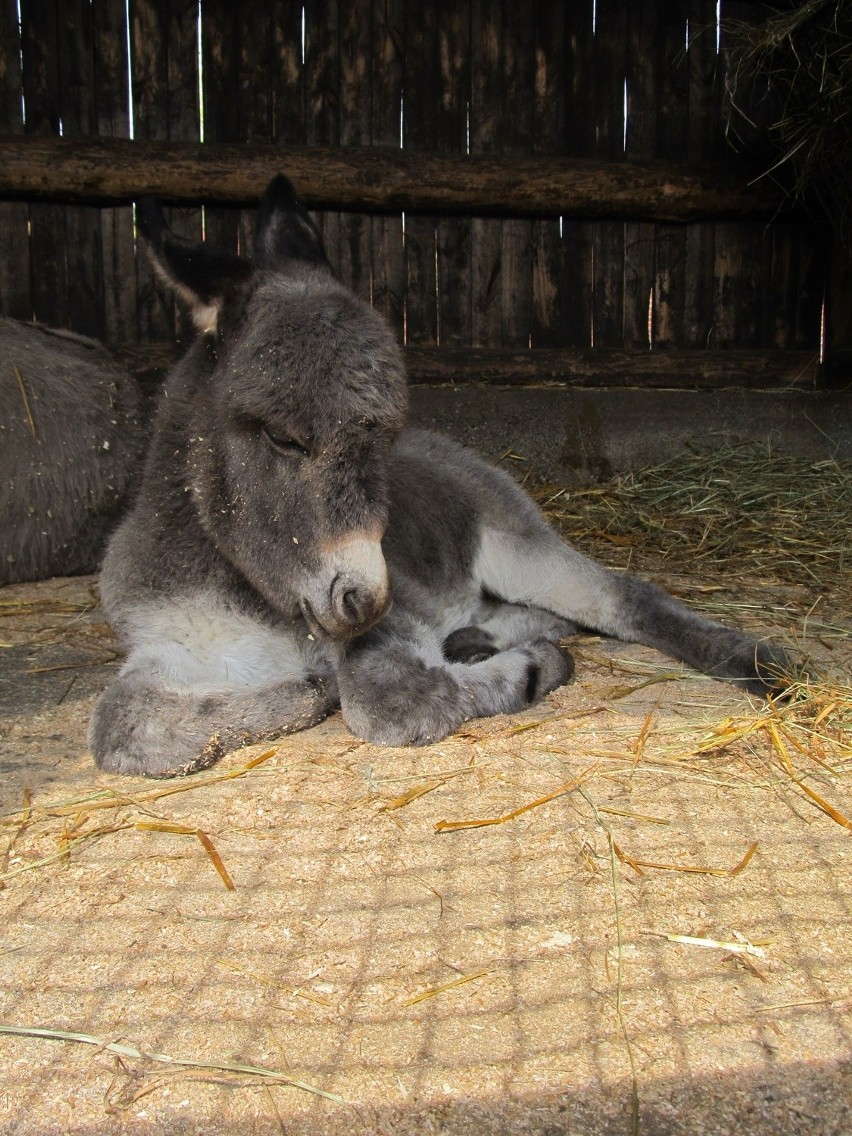 Owce z wrocławskiego zoo poszły do "fryzjera" (ZDJĘCIA)