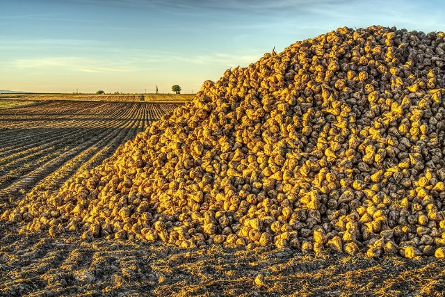 Rolnicy domagają się zwiększenia ceny skupu buraków cukrowych do 35 euro za tonę.