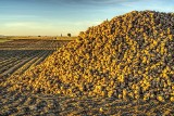 Plantatorzy buraka cukrowego walczą o cenę. Chcą 35 euro za tonę