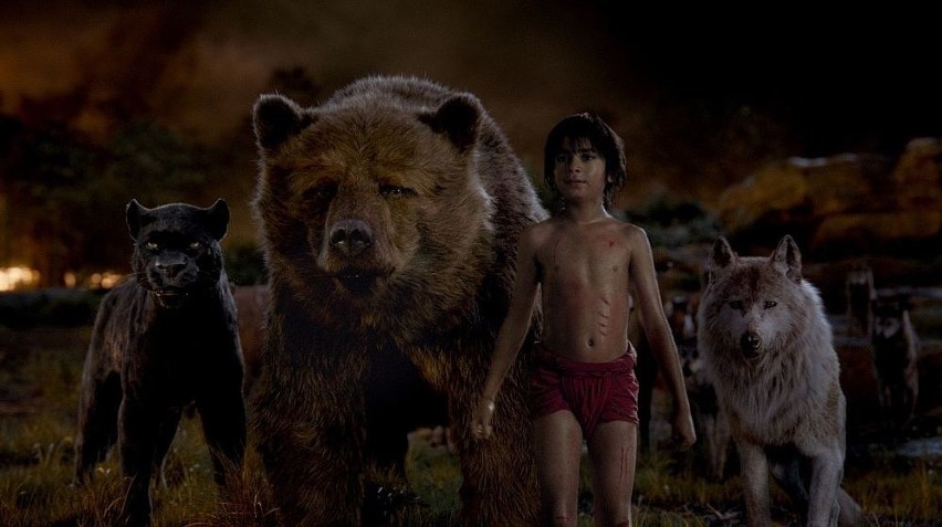 Mowgli jest sierotą, który został wychowany przez wilki....