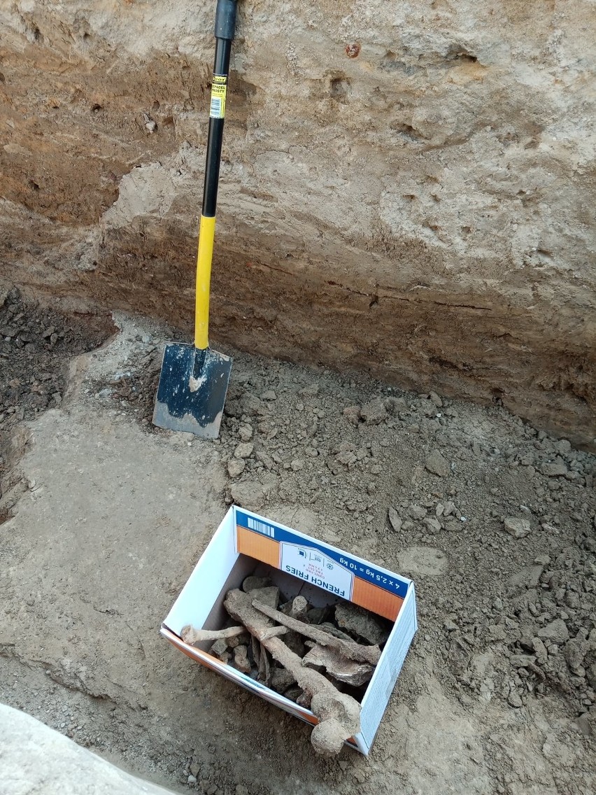 Archeolodzy odnalezli na ul. Lipowej ludzkie szczątki. Pierwsze hipotezy