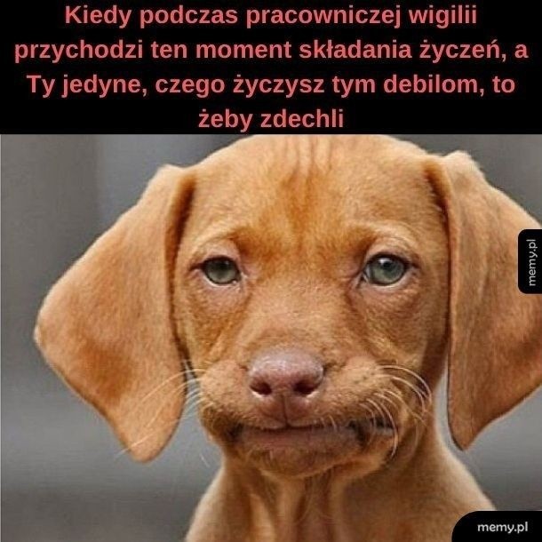 Najlepsze memy o wigilii firmowej. Prezenty, życzenia i dużo jedzenia. „Weź nie pytaj, weź się najedz”. Też to znasz? Zobacz