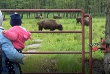 Atrakcje Kurozwęk znów czynne. Piwo i bizony przyciągają [WIDEO, ZDJĘCIA]