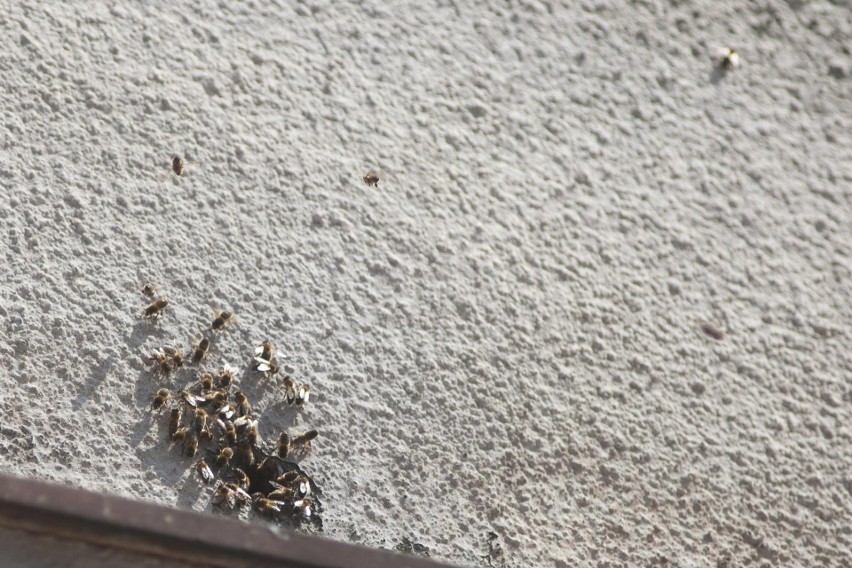 Pszczelarz wyssał specjalnym odkurzaczem pszczoły spod tynku na kamienicy przy ul. Niedziałkowskiego w Słupsku 