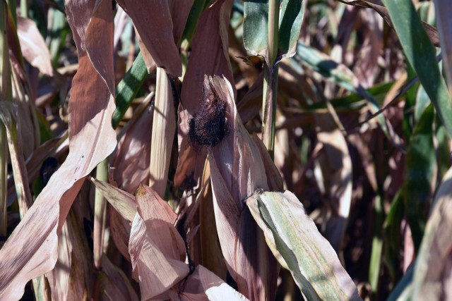 Rolnicy martwią się o swoje uprawy. Plony pszenicy, rzepaku czy kukurydzy mogą być w tym roku mniejsze.