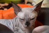 Setki kotów w Hali Ludowej. Rusza Wystawa Kotów Rasowych