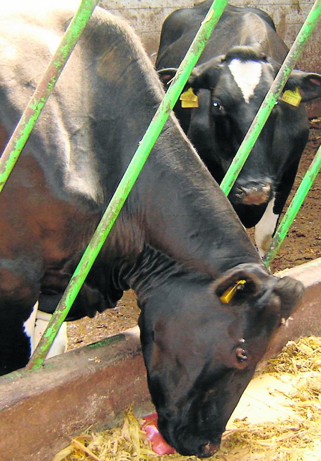 Obecnie w gospodarstwie Nasarzewskich jest osiemnaście krów mlecznych
