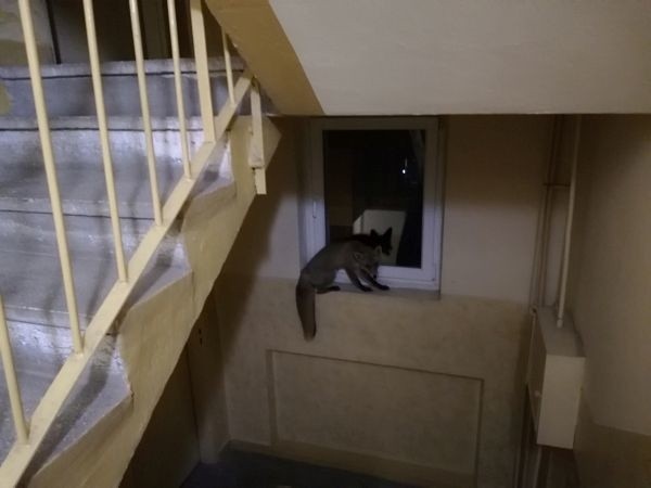 Lis biegał po piętrach wieżowca na Retkini. Wystraszonym rudzielcem zajął się Animal Patrol straży miejskiej w Łodzi