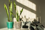 Sansewieria gwinejska – roślina doniczkowa, którą warto mieć w domu. Jak podlewać i rozmnażać wężownicę? Poznaj tajniki pielęgnacji