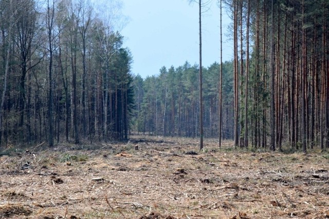 W poniedziałek, 4 października podpisano umowę na dofinansowanie budowy północno-zachodniej obwodnicy Starachowic. Już widać ślad po jakim będzie biegła nowa drogaPółnocno-zachodnia obwodnica Starachowic rozpocznie swój bieg na drodze 42 pomiędzy Starachowicami i Wąchockiem (na Wygodzie). Przetnie pod kątem prostym rzekę Kamienną, dalej przebiegać będzie obok strzelnicy i terenów Specjalnej Strefy Ekonomicznej "Starachowice". W okolicach cmentarza na Bugaju wejdzie do drogi 744, gdzie prowadzić będzie do nowo wybudowanego skrzyżowania w miejscowości Tychów Stary w granicach gminy Mirzec. Około 7 hektarów lasu od tzw. Zarżniętej Góry pod Wąchockiem aż po cmentarz na Bugaju w Starachowicach został już wykarczowany na początku roku.Równocześnie trwają przygotowania do budowy kolejnych dwóch obwodnic - Wąchocka i Starachowic w ciągu drogi krajowej nr 42.