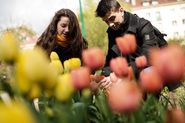 W ogrodzie botanicznym Uniwersytetu Kazimierza Wielkiego  w Bydgoszczy zrobiło się bardzo kolorowo - między innymi za sprawą tulipanów, które rozkwitły i dosłownie zalały ogród. Dobrze, że chociaż dzięki temu widać, że mamy wiosnę, bo pogoda ostatnio nas nie rozpieszcza. Botanik UKW zaprasza w swoje progi miedzy 10 a 18. NA zdjęciach bydgoscy studenci - Ania i Wojtek.Pogoda na czwartek, wideo: TVN Meteo Active/x-news
