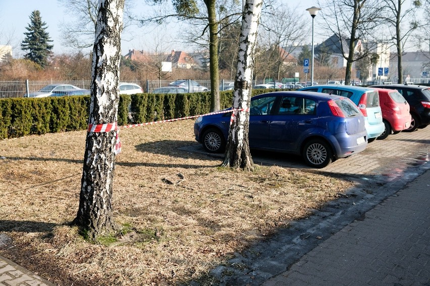 Wycinają drzewa pod centrum pulmonologii [ZDJĘCIA]