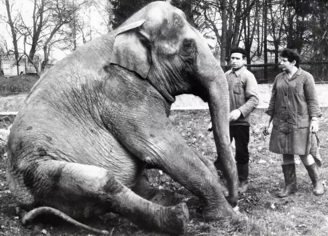 Kiedyś największą atrakcją opolskiego zoo była słonica Taruka. Żyła do 1996 roku.