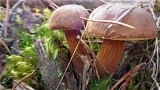 Jak odróżnić grzyby jadalne od trujących? Grzyby jadalne, grzyby trujące. Które grzyby są trujące? Jak wyglądają trujące grzyby? 