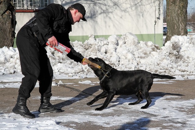 Izba Celna w Białymstoku pożegnała labradora Lucky'ego, który pracował prawie 7 lat i wykrył blisko 40 mln sztuk papierosów.