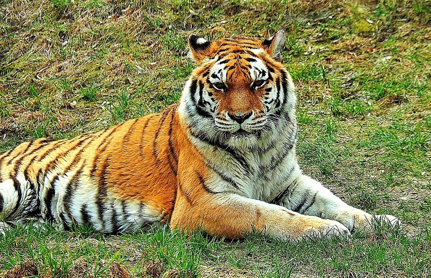 Łódzkie ZOO - jedno z niewielu otwartych miejsc - było oblegane w drugi dzień Wielkanocy. 