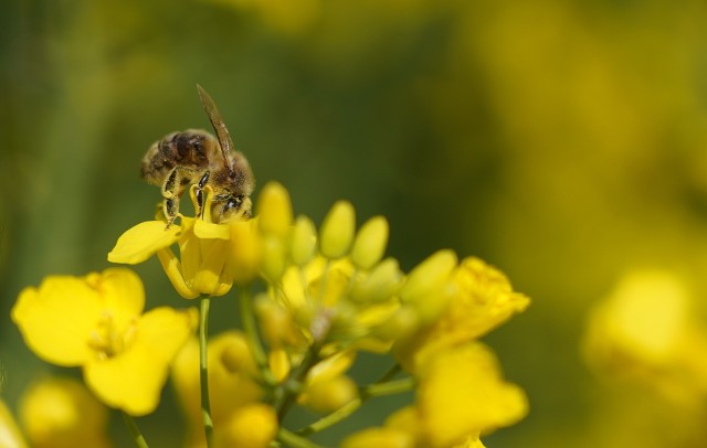 Wiosna to czas, kiedy rolnicy opryskują pola i uprawy, nieumiejętne przeprowadzenie zabiegu może poważnie zaszkodzić pszczołom.