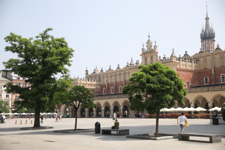 Na Rynek Główny wrócą drzewa? Taki jest plan! Beton zalał centralne place polskich miast, Kraków chce odwrócić trend