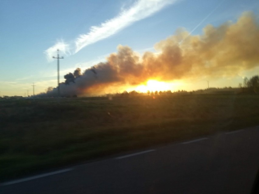 Pożar chlewni w Taciewie. Spłonęło 2,4 tysiąca świń. Z...