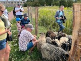 Owce już pracują na Olszynce. Dobry start projektu "Opływ na wypasie". Żywe "kosiarki" testują miejski wypas owiec w Gdańsku | ZDJĘCIA