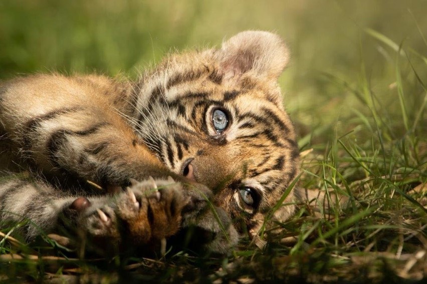 Tygrysiczka z wrocławskiego zoo ma imię. Surya czyli Słońce!