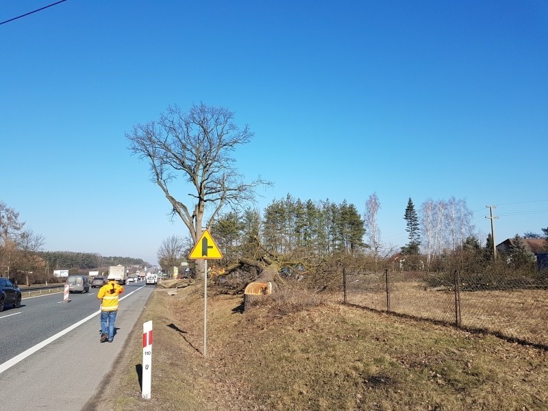 Ruszyły prace przy budowie trasy S7 z Grójca do Warszawy. Trwa wycinka drzew i rozbiórka budynków