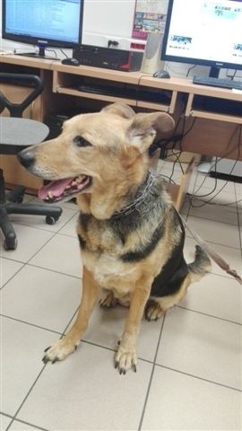 Chrzanów. Policja szuka właściciela psa porzuconego w lesie