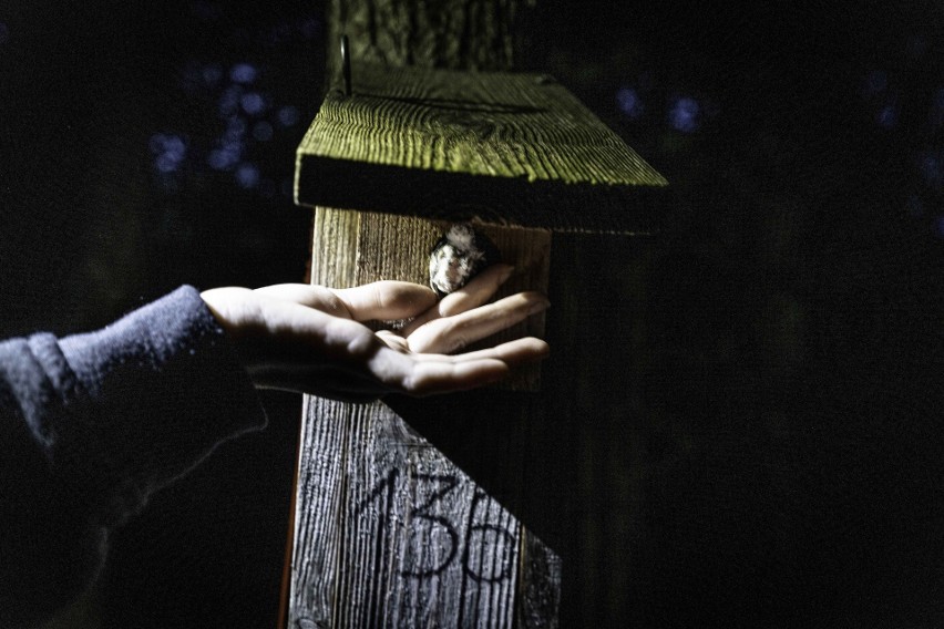Kraków. Jak światło w nocy wpływa na dzikie zwierzęta? Badania eksperymentalne naukowców z UJ