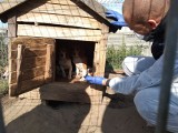 Pseudohodowla psów pod Kartuzami zlikwidowana! Wolontariusze i inspektorzy OTOZ odebrali ponad 100 zwierząt