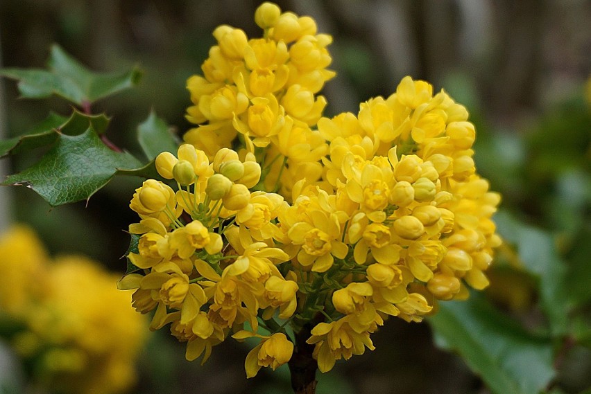 Mahonia pospolita - krzew osiągający dwa metry wysokości. W...