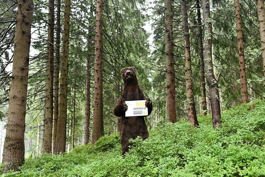 Niedźwiedź brunatny na szlakach górskich apeluje: nie zaśmiecaj mojego domu