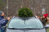 Choinka. Jak przewieźć świąteczne drzewko autem? 