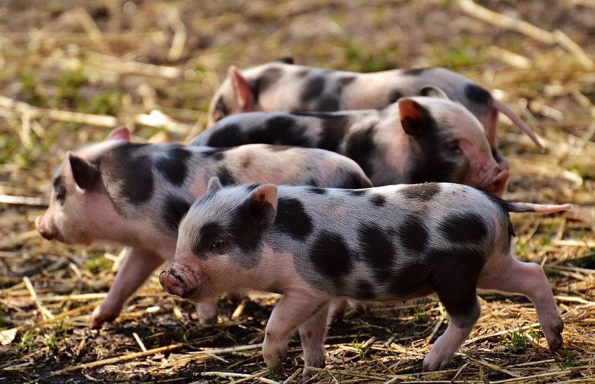 Afrykański pomór świń powoli zostaje zażegnany w...