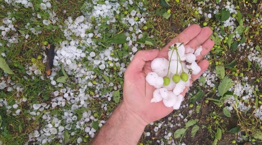 Nawałnica zniszczyła wiele plantacji w powiecie białobrzeskim i grójeckim. Rolnicy i sadownicy liczą straty z powodu gradu