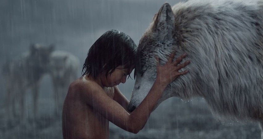 Mowgli jest sierotą, który został wychowany przez wilki....