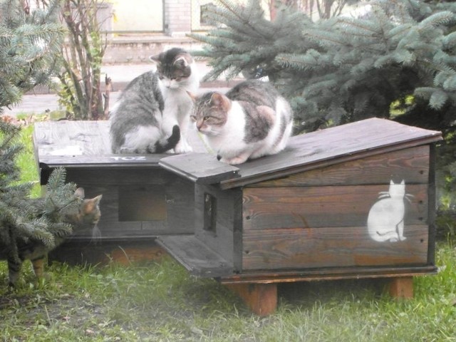Dwie budki, które pozwolą dzikim kotom przetrwać zimę, stanęły już m.in. przy ul. Morcinka w Słupsku.