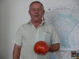 Tarnobrzeg: Z pomidorem gigantem do redakcji "Echa Dnia" 