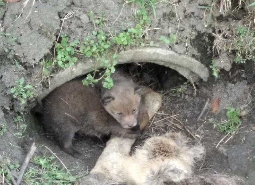 Dla małych lisków, które zauważyła przy polnej drodze koło...