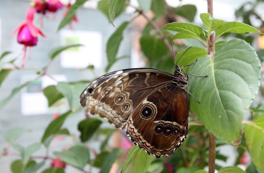 Wystawa motyli tropikalnych w łódzkiej Palmiarni [ZDJĘCIA+FILM]