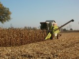 Spadki cen zbóż na giełdach wywierają presję na ceny ziarna w kraju