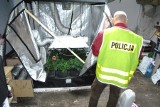 Rybnik: policjanci zlikwidowali domową plantację konopii