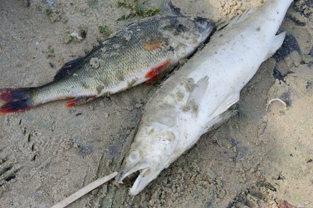 Tylko w godzinach porannych ponad 1500 martwych ryb wyłowionych zostało z jeziora Średzkiego, tuż przy kąpielisku. Koło Polskiego Związku Wędkarstwa w Środzie nie ukrywa zaniepokojenia. Co dokładnie stało się z rybami nad jeziorem?Zobacz więcej zdjęć --->
