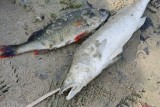 Śnięte ryby w jeziorze Średzkim. Czy mamy do czynienia z drugą Odrą? "To jest bardzo dziwne" [ZDJĘCIA]