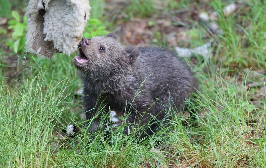 Zoo Poznań: Niedźwiedzica Cisna debiutuje na wybiegu